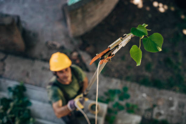 Best Tree and Shrub Care  in Fremont, IN