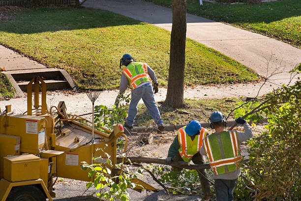 Best Root Management and Removal  in Fremont, IN