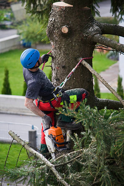 Reliable Fremont, IN Tree Removal Solutions